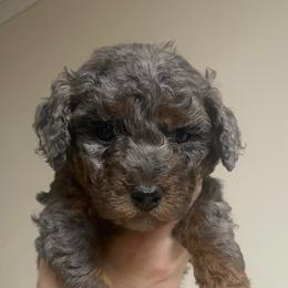 Misty - Merle female Goldendoodle puppy in Maineville, Ohio from Danielle's Doodles