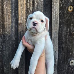 Zora - White female Boxer puppy in Preston, Maryland from Katie's Pups