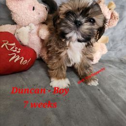Duncan - Brindle and white Shih Tzu puppy in Mount Morris, Michigan from Gone 2 the Dawgs
