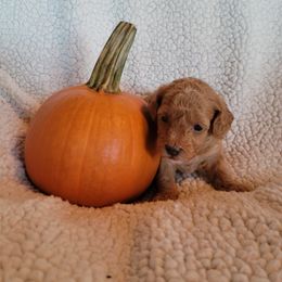 Maltipoo Puppies from Snow Pond Farm