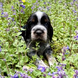 Rocky (Blue) - Black white and tan male English Springer Spaniel puppy in Conifer, Colorado from Majestic Mountain Springs