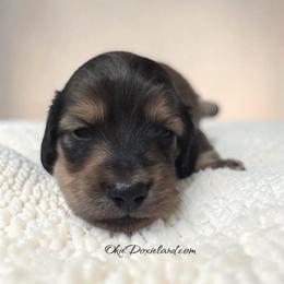 Eliot - Cream male Dachshund puppy in Oklahoma City, Oklahoma from OkieDoxieland Dachshunds