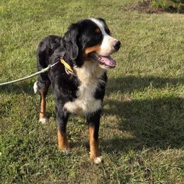 Maggie - Bernese Mountain Dog