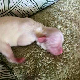Betty white - White female Chihuahua puppy in Red Bluff, California from Aye Chihuahua