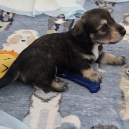 Sable - Sable male Dachshund puppy in Great Falls, Montana from Green Dragon Kennel