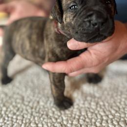 Marron collar female - Brindle female Boerboel puppy in Bon Aqua, Tennessee from Erickson Ranch Boerboels