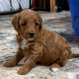 Hazel - Apricot female Aussiedoodle puppy in Deer Park, Washington from Doodle Paw Ranch