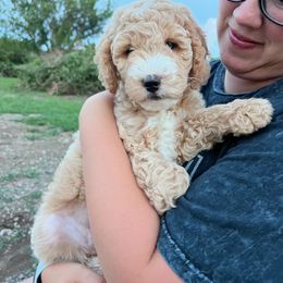 Goldendoodle and Poodle Puppies from Ninnie's Doodles