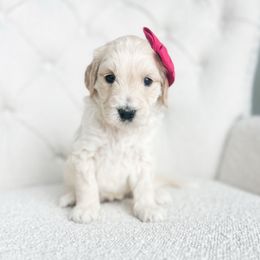Hula Hoop - Cream female Goldendoodle puppy in Sterling, Illinois from Charley's Goldendoodles