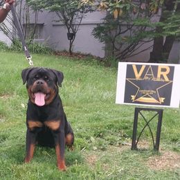 Rottweiler Puppies from Von Alley Rottweilers