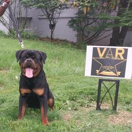 Rottweiler Puppies from Von Alley Rottweilers