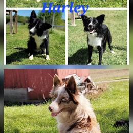 Francis - Black and white male Border Collie puppy in Avilla, Indiana from Borderline Kennels