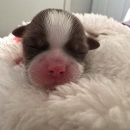Sprout - Liver and white male Shih Tzu puppy in Avondale, Arizona from Riley Family Shih Tzus