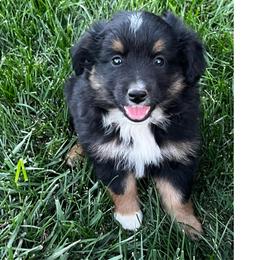 Pepper - Black tri male Miniature Australian Shepherd puppy in Denair, California from CenCal Mini Aussies