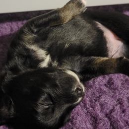 Australian Shepherd Puppies from Summit Australian Shepherds