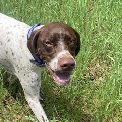 Braque Francais Pyreneans from Avon’s Braque Francais Kennels