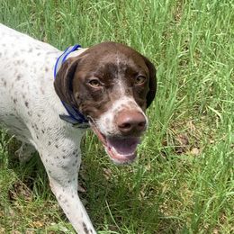 Braque Francais Pyreneans from Avon’s Braque Francais Kennels