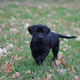 Australian Shepherd and Labrador Retriever Puppies from Wheatland Dog Center