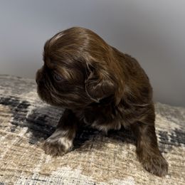 Hershey - Chocolate male Shih Tzu puppy in Covington, Georgia from Top Hats 2  Shih Tzu’s