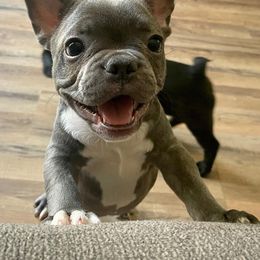 French Bulldog Puppies from Kathrine's French Bulldogs