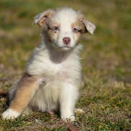 Red Merle boy - Red merle male Australian Shepherd puppy in Clarkrange, Tennessee from Vom Wolff