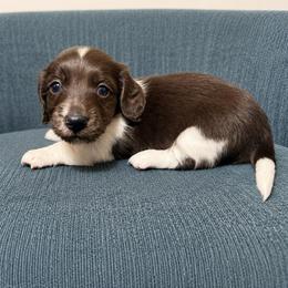 Wilder (red) - Piebald male Dachshund puppy in Crandall, Texas from The Weenie Hut LLC