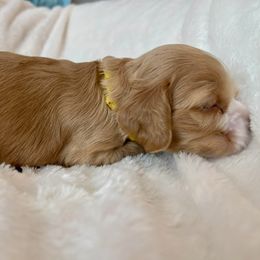 Cocker Spaniel Puppies from Jennifer Dees
