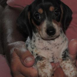 Male 1 - Piebald male Dachshund puppy in Harvard, Illinois from Lori's Cavalier King Charles Spaniels & Dachshunds