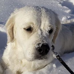 Banana - Golden Retriever