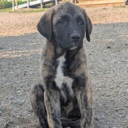 Girl 1 light green girl - Brindle female Anatolian Shepherd Dog puppy in Cleveland, Minnesota from Schmahl Family Farms