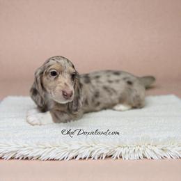 Spot - Chocolate and cream male Dachshund puppy in Oklahoma City, Oklahoma from OkieDoxieland Dachshunds