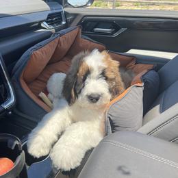 Saint Berdoodle Puppies from Country Manor Saint Berdoodles