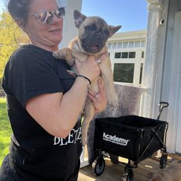 French Bulldog Puppies from Frenchie Love Bugs