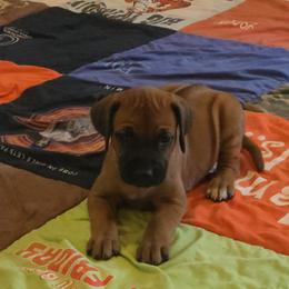 Nala - Rd whtn blk nose female Rhodesian Ridgeback puppy in Gaffney, South Carolina from Circle D Farms