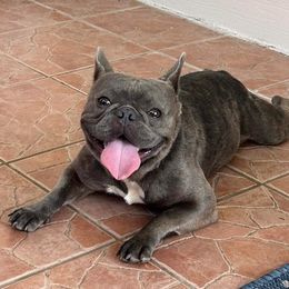 French Bulldogs from Frenchies From The Hartt
