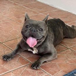 French Bulldogs from Frenchies From The Hartt
