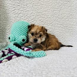 'Doc' - Tan male Morkie puppy in Durand, Wisconsin from Larson’s Legacy Aussome Aussie Kennels