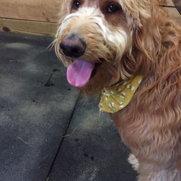 Australian Shepherd, Goldendoodle, and Poodle All Grown Up from Country Poos and Dos