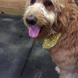 Australian Shepherd, Goldendoodle, and Poodle All Grown Up from Country Poos and Dos