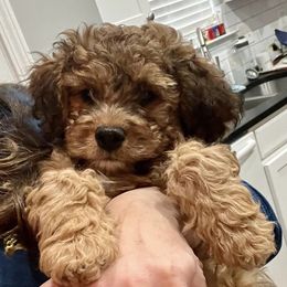 Cavachons and Poodles from Bliss Lane Pups