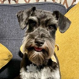 Miniature Schnauzers from Jack & Jill