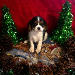Marley - Tri-color male Cavalier King Charles Spaniel puppy in Pennsylvania from Julie's Cavalier King Charles Spaniels