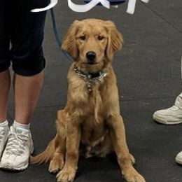 Golden Retriever All Grown Up from Nelsons Goldens