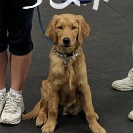 Golden Retriever All Grown Up from Nelsons Goldens