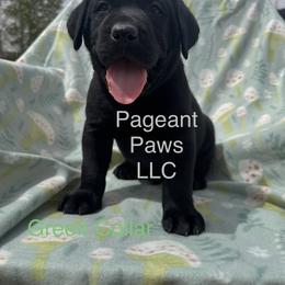Labrador Retriever Puppies from Pageant Paws LLC