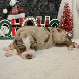 Joy - Red merle female Australian Shepherd puppy in Peach Bottom, Pennsylvania from Arcadia Australian Shepherds