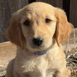Boy 1 - Golden male Golden Retriever puppy in Lodi, California from Firemark Retrievers