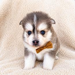 Mater - Merle male Pomsky puppy in Grass Valley, California from Karalot Pomskies