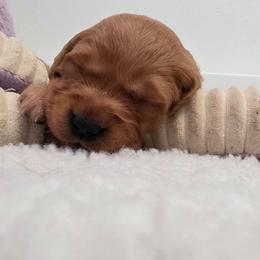 Boy 1 - Dark golden male Golden Retriever puppy in Albany, Oregon from Sutter Bay Retrievers