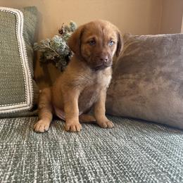 Brass - Sedge male Chesapeake Bay Retriever puppy in Ulen, Minnesota from North Wind Gundogs